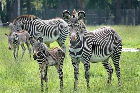 Worlds Most Endangered Zebras Born At Florida Wildlife Refuge