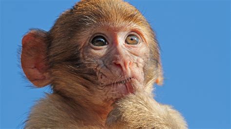 Macaque Monkey 1920 X 1080 Hdtv 1080p Wallpaper
