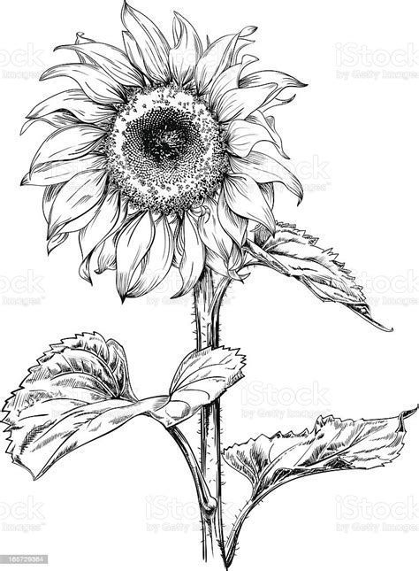We hope you enjoy our growing collection of hd. Sunflower Drawing Stock Illustration - Download Image Now ...