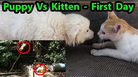 Kitten Meets Puppy For The First Time Youtube