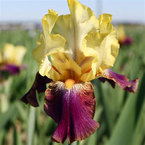 Reblooming Bearded Iris Bulbs For Sale Large Iris Rhizomes Easy To