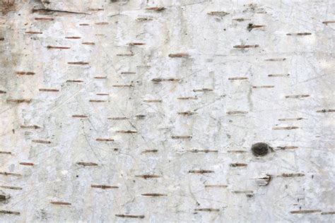 Natural Background Of Birch Bark Stock Image Image Of Bark Macro