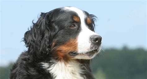 Passionate about raising bernese mountain puppies and providing quality pets. Great Bernese - Your Great Pyrenees Bernese Mountain Dog Mix