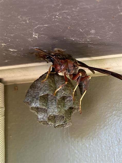 Metricus Paper Wasp Indiana Gro Big Red