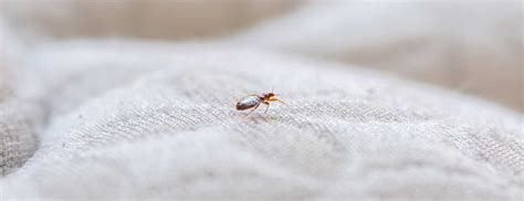 What Do Bed Bugs Look Like Identifying Bed Bugs In Knoxville Tn
