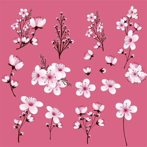 Premium Vector Cherry Blossom Vector