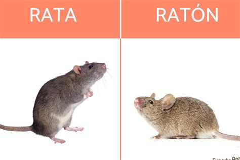 Descubre El Significado De Soñar Con Muchas Ratas Y Ratones Experto