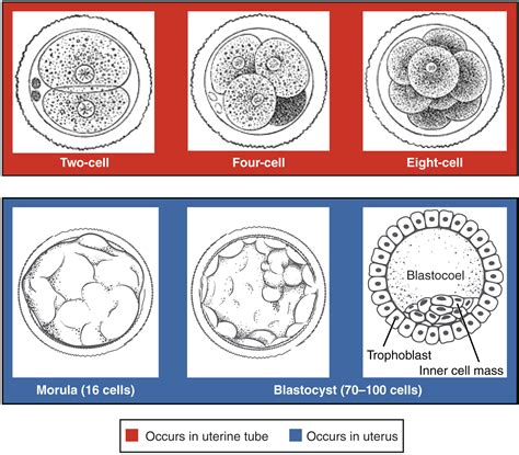 Embryonic Development Anatomy And Physiology
