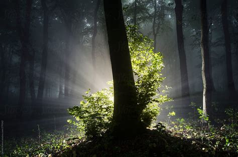 Enchanted Surreal Tree With Light Shining In Dark Forest With Fog By