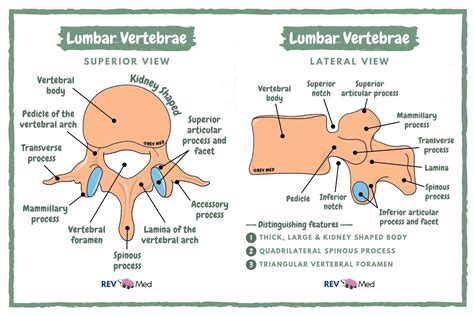Lumbar Vertebra Lateral View With Labels Axial Skeleton Visual Atlas