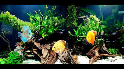 How To River Bank Aquascape Amazon Africa Style Youtube