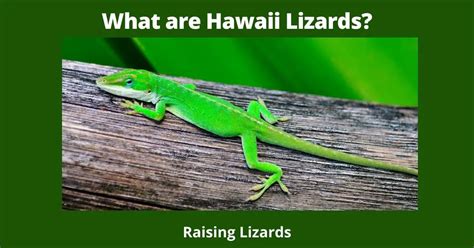 Hawaii Lizards A Guide To The Reptiles Of Hawaii Raising Lizards