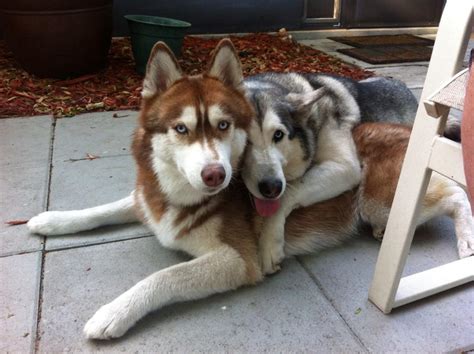Cute Dog Photo Husky Couple Gets Cuddly Photo Huffpost