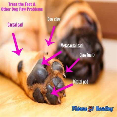 Treat The Feet And Other Dog Paw Problems Fidose Of Reality
