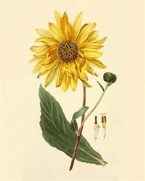 Items Similar To Vintage Sunflower Art Print Antique Prints Wall Art
