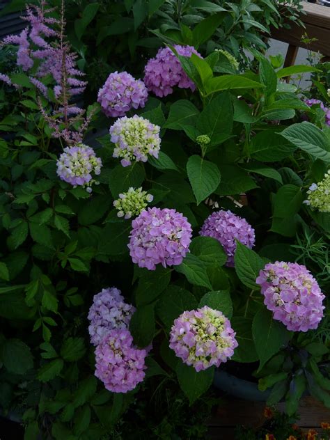 Click button below to get on the waiting list! Flat Bottom Flowers: Endless Summer: One Can Hope