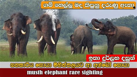 Musth Elephants Very Rare Sightings මද කිපුණු අ‍ග්‍බෝගේ නොදුටු දසුන්