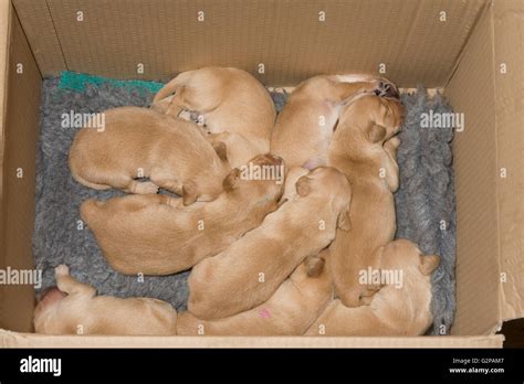 Golden Retriever Puppies Sleeping Sleeping Close Together In Cardboard