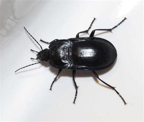 Bug Eric Id Tip Ground Beetle Or Darkling Beetle