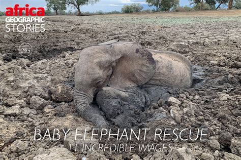Baby Elephants Rescued 11 Incredible Images Africa Geographic