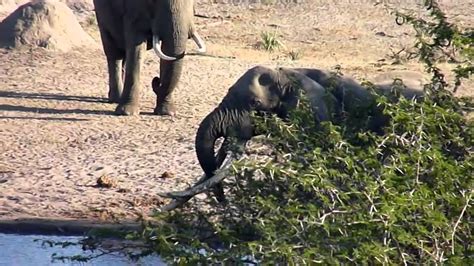 Pour Isilo The King Of The King Des Elephants Afrique Du Sud Youtube