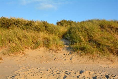 Sand Dunes With Beach Grass On The North Sea Stock Photo Image Of