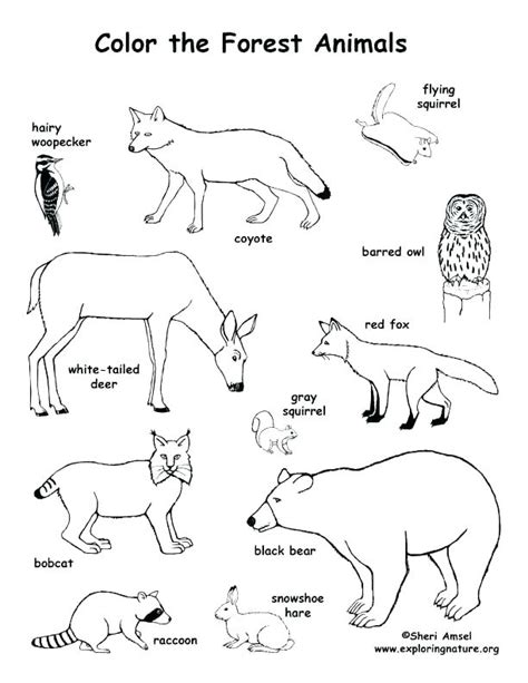 Print free animal coloring pages. Arctic Animals Coloring Pages at GetColorings.com | Free ...