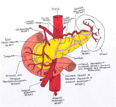 Superior Mesenteric Artery Mesenteric Vascular Anatomy Is Based On