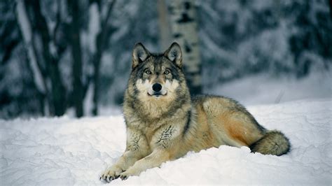 Here are only the best wolf hd wallpapers. Wolf wallpaper HD ·① Download free amazing full HD ...