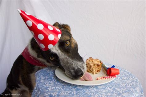 How To Make A Dog Birthday Cake Mnn Mother Nature Network