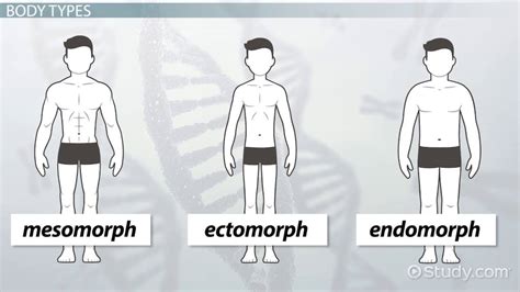 Body Types Mesomorph Ectomorph And Endomorph Video And Lesson