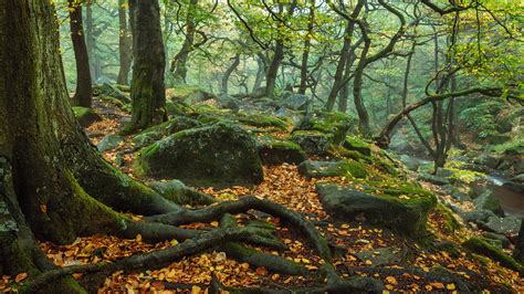 England Forest National Park Trees With Roots Stone And ...