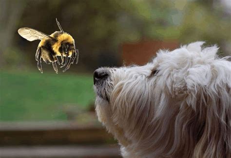 Dog Stung By A Bee Heres What To Do