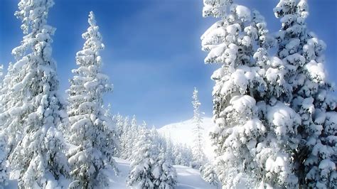 Download Wallpaper 1920x1080 Pines Winter Snow Snowdrifts Sky