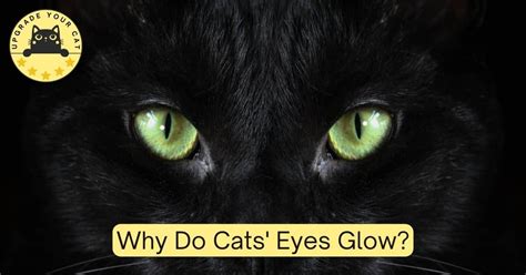 Why Do Cats Eyes Glow