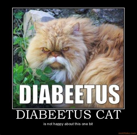 Diabetes Cat Picture Ebaums World