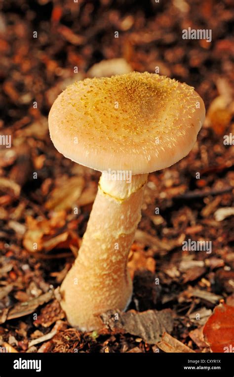 Honey Mushroom Armillaria Solidipes Armillaria Ostoyae North Rhine