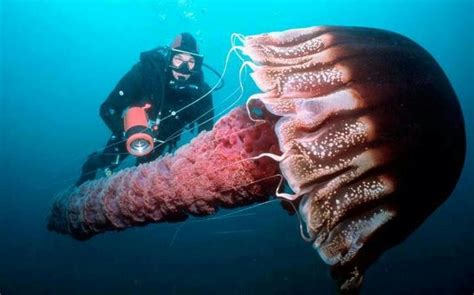 Giant Jellyfish Medusa Gigante Giant Jellyfish Fauna Marina Ocean