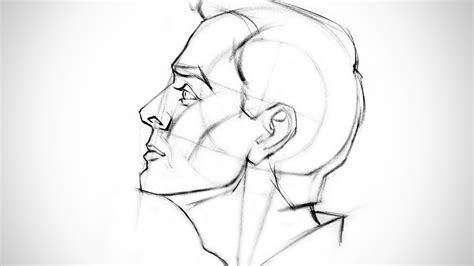Proko How To Draw The Head Side View
