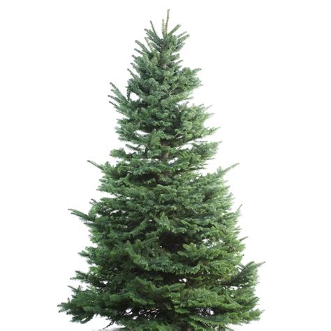 9 10 Ft Fresh Noble Fir Christmas Tree At