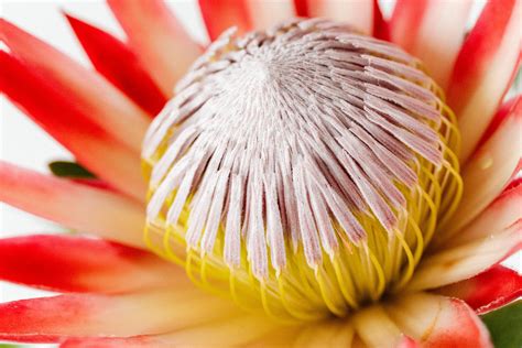 White And Red Flower In Macro Photography · Free Stock Photo