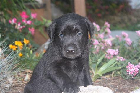 He gets along great with children and other pets. Black Lab Puppies For Sale In Myerstown PA | Lab puppies ...