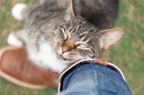 What Does It Mean When A Cat Rubs Against You Love Or Possessiveness