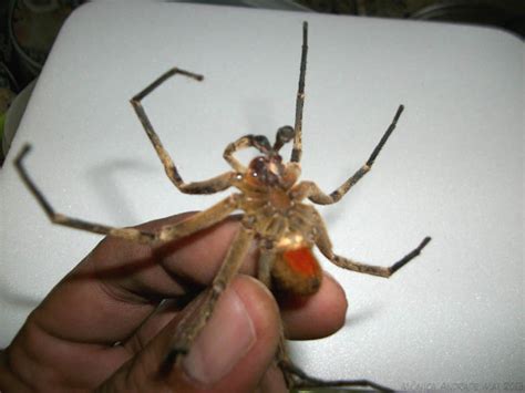 No brasil é a segunda aranha. Insetologia - Identificação de insetos: Aranha Armadeira ...