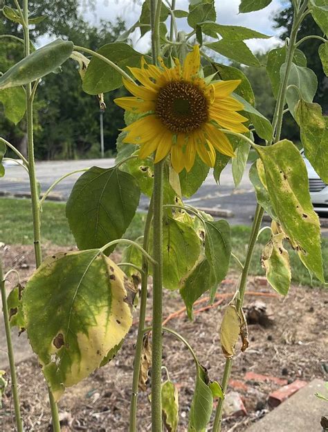 Sunflower Leaves Description Benefits And Problems Plants Craze