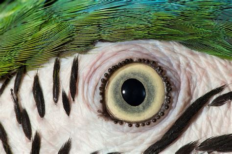 Animals Eyes Close Up 14 Extremely Detailed Close Ups Of Animal Eyes
