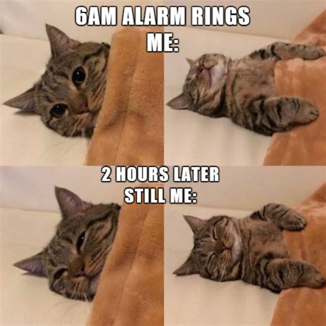 Funny Cat Memes That Will Make You Laugh Uncontrollably GEEKS ON COFFEE