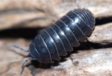 Roly Polies Arent Actually Bugs And Now Were Questioning Everything