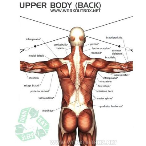 In the arm and shoulder, there are so many important muscles that allow you to move your upper limb. Upper body back muscles | Get it going! | Pinterest