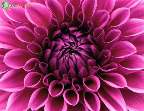 Dahlia Flower Mexicos National Flower Pictures